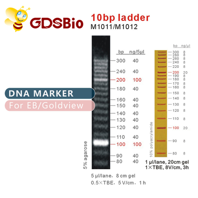 marcador M1011 do ADN da escada 10bp (50μg) /M1012 (50μg×5)