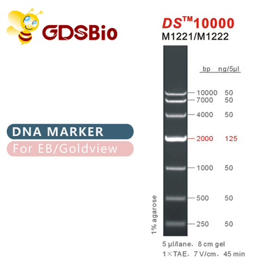 Escada M1221 do marcador do ADN DS10000 (50μg) /M1222 (5×50μg)