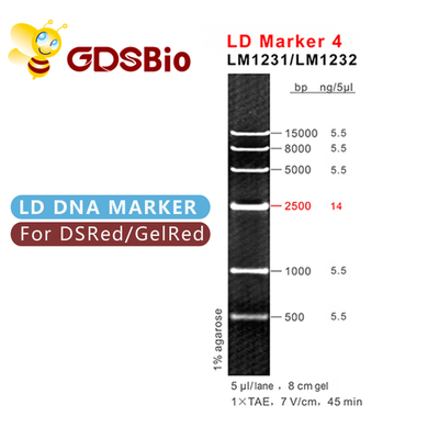 50 marcadores do tamanho do ADN de GDSBio das preparações coagulam o marcador 4 do LD da eletroforese